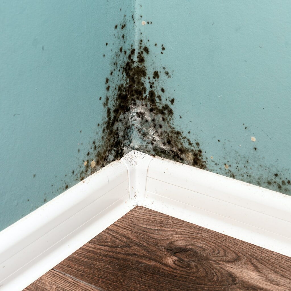 Black mould on wall closeup