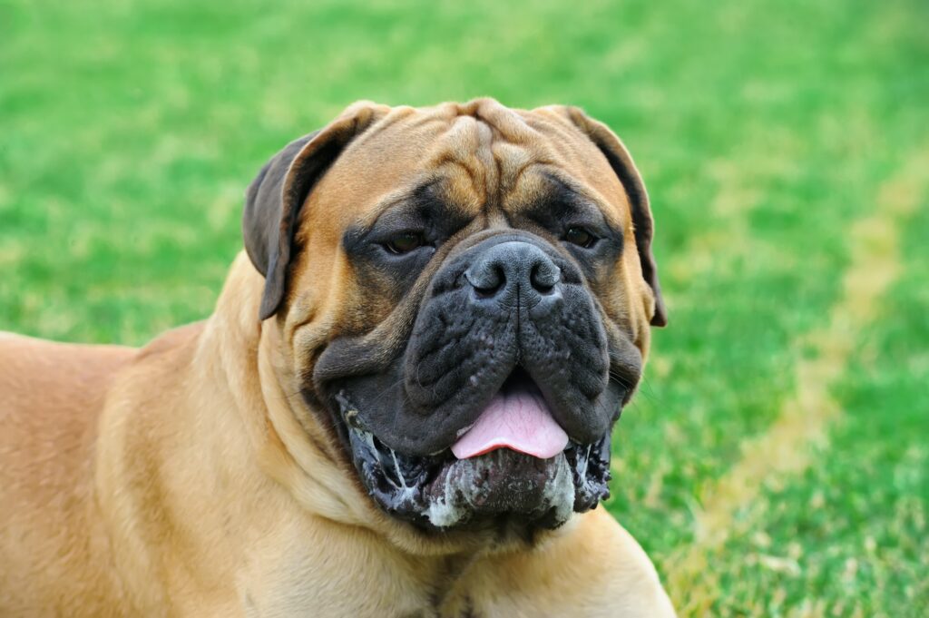 English Mastiff dog