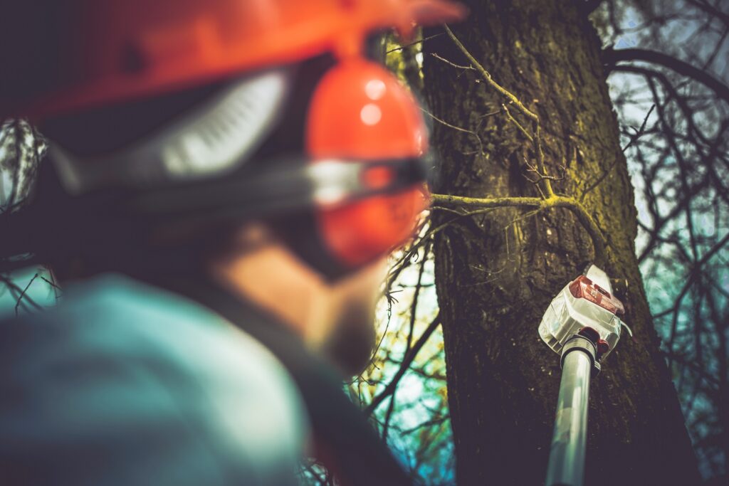 tree care