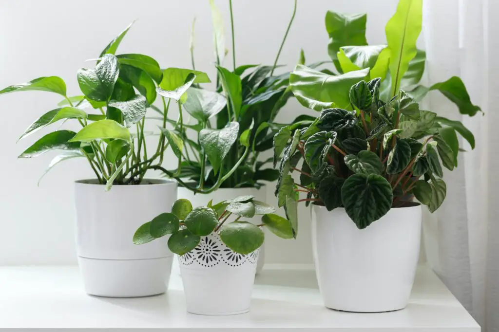 best houseplants for air quality