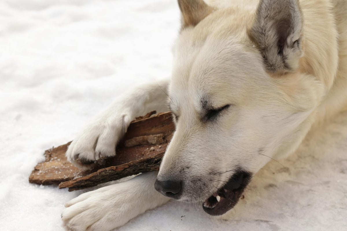 Close-up of a white dog chewing on wood in a snowy outdoor setting.