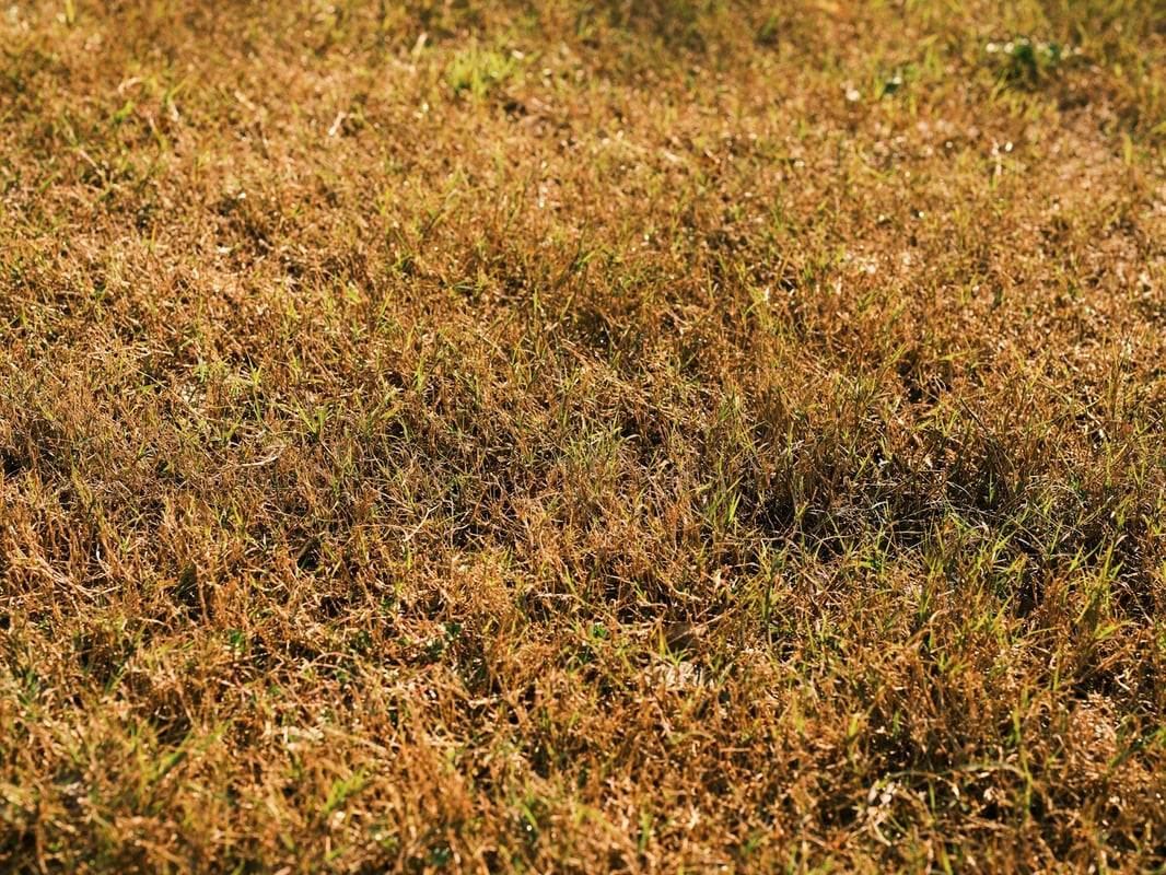 Close-up of brown and green grass under bright sunlight, showcasing a dry lawn in early autumn.