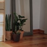 A ZZ plant and a snake plant in pots in a shaded corner of a room, away from the window.