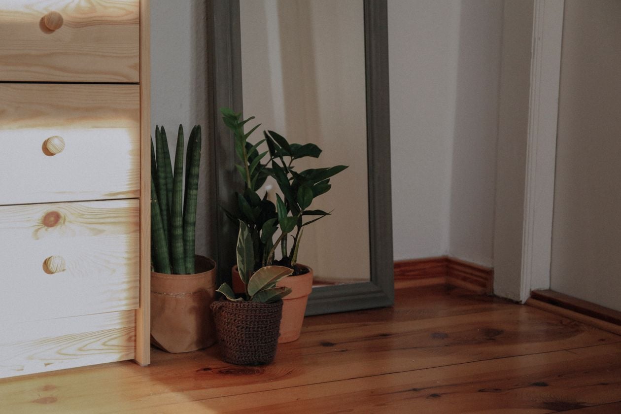 A ZZ plant and a snake plant in pots in a shaded corner of a room, away from the window.